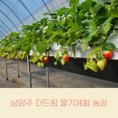 더드림농장 | 남양주 더드림 물의정원 딸기체험 농장, 1 2 차이, 아이랑 가볼 만한 곳