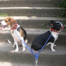 멍이랑옹이랑 이미지