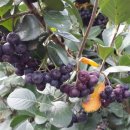 명지농원 이미지