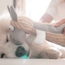 안심동물의료센터 이미지