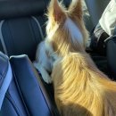 보리펫택시 이미지