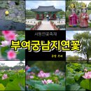 서동사우나 | 충남 부여 궁남지 여행 서동연꽃축제 지난 후기