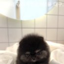 플랜멍 강아지분양&미용 대구 북구점 이미지