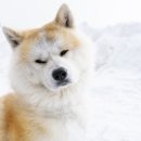 24시 더원 동물병원 이미지