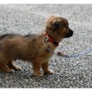 강아지산책 이미지