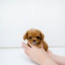 스타일독앤캣 강아지고양이 경기광주점 이미지