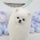 섬댕 강아지 미용실 이미지