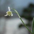 스노우드롭 Daum카페