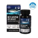 에버그린 이미지