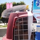 사비켄넬 이미지