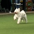 펫클럽 네이버블로그