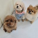 해피애견하우스 이미지