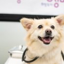 성남 시립동물병원 이미지