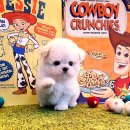 예쁜강아지 이미지