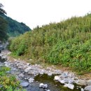 대관령로뎀나무 이미지