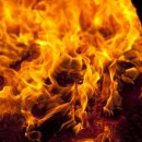 불품은 돼지 이미지