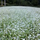 봉평메밀밭 이미지