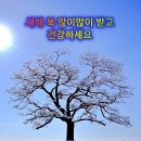 팽나무 티스토리