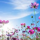 코스모스디자인 이미지