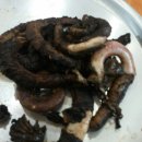 기장꼼장어 이미지