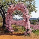 춘덕산 복사꽃 축제 이미지