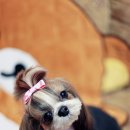 엔티크 독 이미지