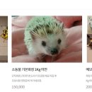 (주)마스꼬따 휴 티스토리