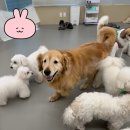 에꼴드펫 이미지