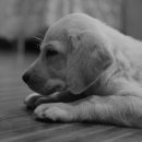 계양SKY동물메디컬센터 이미지