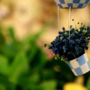 릴리플라워 이미지