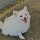 깜찍하개 이미지