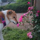 장자호수공원(반려견놀이터) | [반려견운동장] 🍃 장자호수공원 반려견 놀이터 구리 실외 운동장 | 중형견 진도믹스