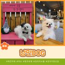 낭만 Dog 이미지