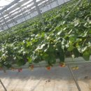 단산농장 이미지