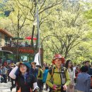 대구 비슬산 진달래 축제 산행 이미지