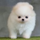 구산동 강아지 이미지