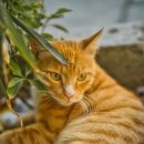 강아지와 고양이 이미지