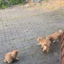 제주 바닷마을 다이어리 이미지