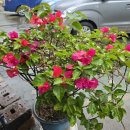 성분도어버이집 이미지