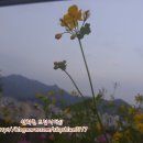 에스에스엠주 이미지
