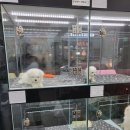 개 이쁘개 이미지