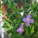 소소한 행복 초록일기 이미지