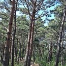 화진포 여행 – 소나무숲 산림욕장과 금구도 이미지
