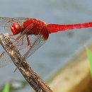 고추잠자리 이미지