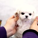 YOMIDOG