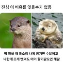 수달과 해달을 쉽게 구분하는 법 이미지