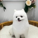 살롱 꼬미'S 이미지
