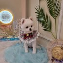 하리스펫 이미지