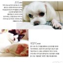 소개 이미지