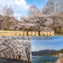 매화마을 태양광발전소 | 밀양 삼랑진 벚꽃길 안태공원 부산 대구 인근 벚꽃 오거리 드라이브 코스